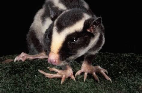 The adorable striped possum is Australia’s little secret