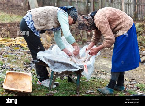 Rural women washing pig intestines clean Stock Photo - Alamy