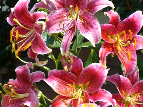 Interesting facts about Stargazer Lilies - Flower Press