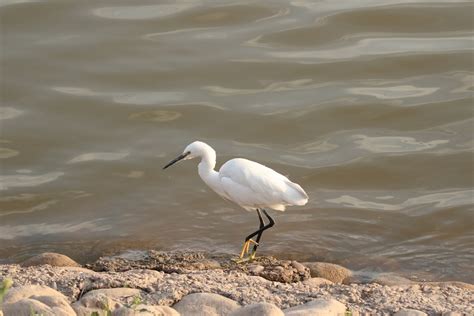 eBird Checklist - 12 Mar 2024 - Sukhna Lake - 16 species