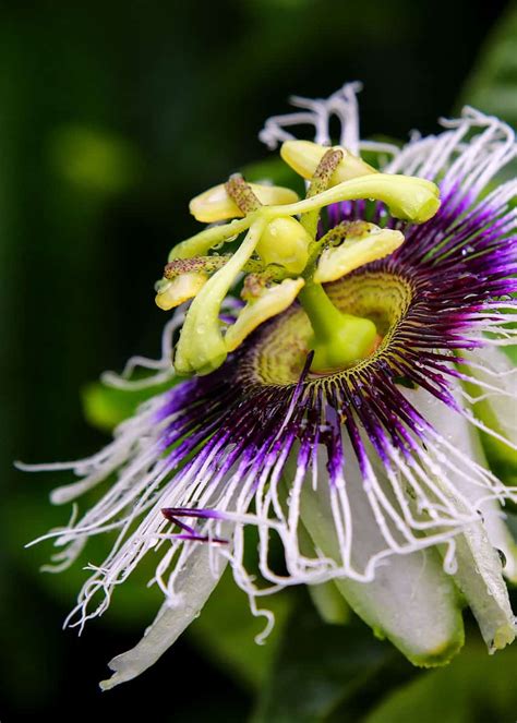 Maracuya: Passion Fruit Guide (Taste, 7 Benefits, How to Eat it) | Storyteller Travel