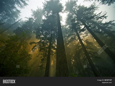 Redwood Forest Image & Photo (Free Trial) | Bigstock