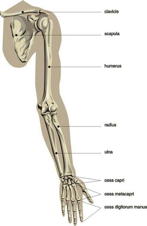 Pin by Paula Szpakowska on szkoła | Anatomy bones, Arm bones, Human body anatomy