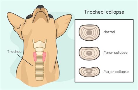 Tracheal Collapse in Dogs: Diagnosis, Stages & Treatment – Health Conditions – DailyTails