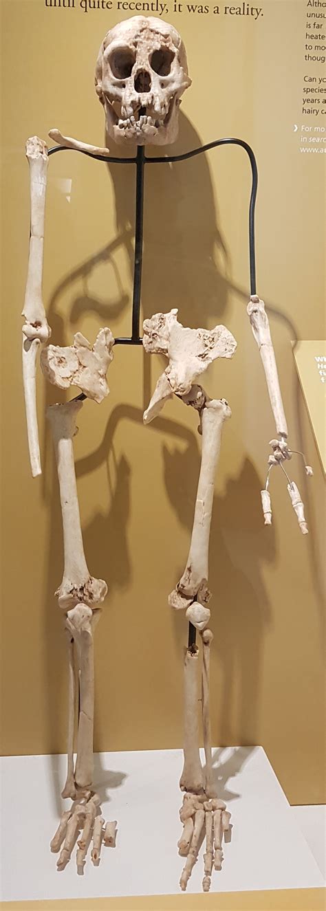 Homo Floresiensis Skeleton (Illustration) - World History Encyclopedia