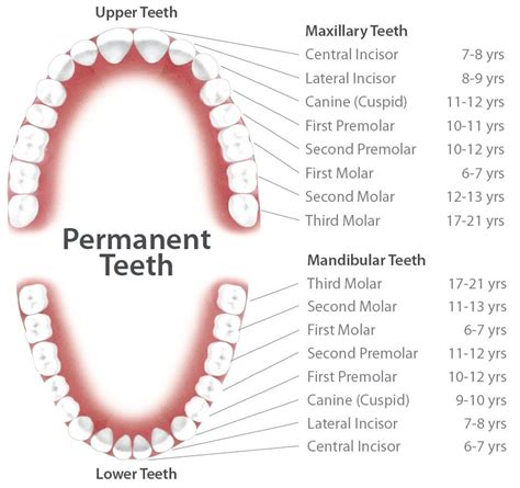 42 Best Images Cat Baby Teeth Chart / MCHD Dentistry-Morgantown, WV - Monongalia County Health ...