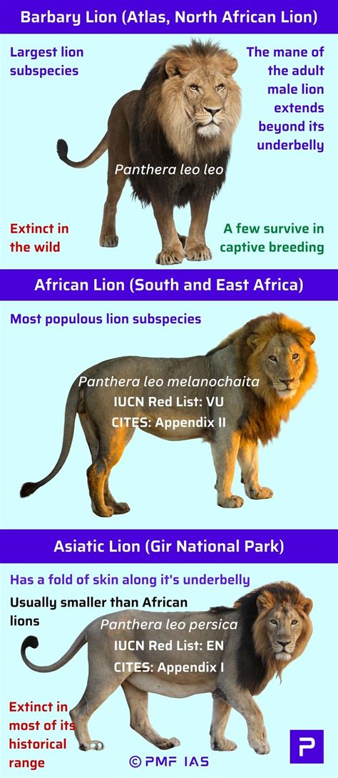 Asiatic Lions, African lion (Panthera leo melanochaita) vs Asiatic lion (Panthera leo persica ...