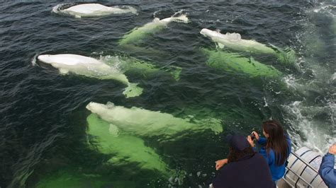 Beluga Whales in Churchill River