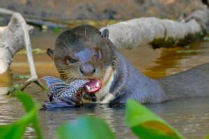 Giant Otter Profile: Facts, Traits, Size, Animal, Shrew, Range - Mammal Age