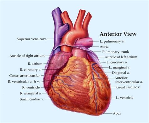 Image result for sheep heart labeled | Heart anatomy, Human heart diagram, Anatomy organs