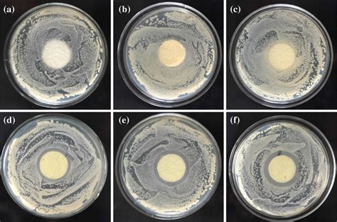 Photographic images of inhibition zones against E. coli after treated ...