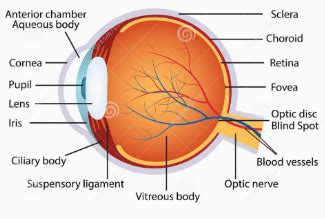 What is the blind spot in eye?