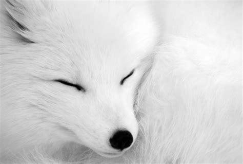 Arctic Fox up close - Photorator