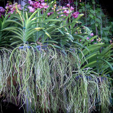 Epiphytes: Plants That Can Live Without Soil – NC DNA Day Blog