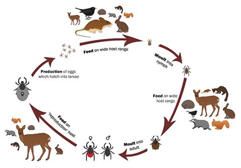 The complex relations between ticks and mammals – Discover the mammals of Europe