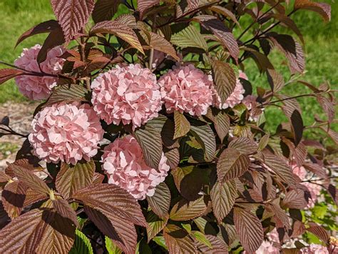 Viburnum plicatum F. plicatum ‘Pink Sensation’ – Secret Garden Growers