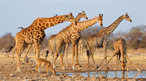 Herd of giraffes (Etosha National Park, Namibia) - backiee