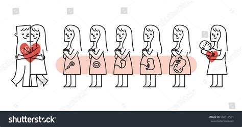 Chart Showing Stages Pregnancy Vector Illustration Stock Vector ...