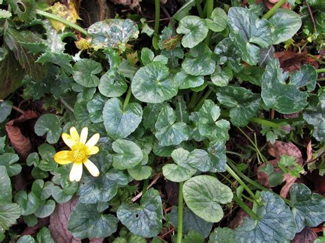 Lesser Celandine, Pilewort, Spring Messenger, Ranunculus ficaria