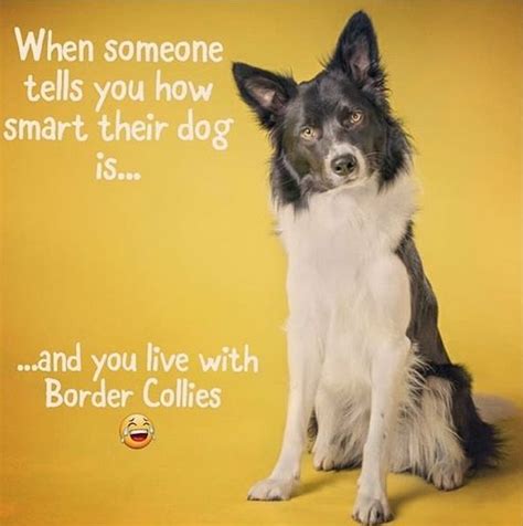 a black and white dog sitting in front of a yellow background with a ...