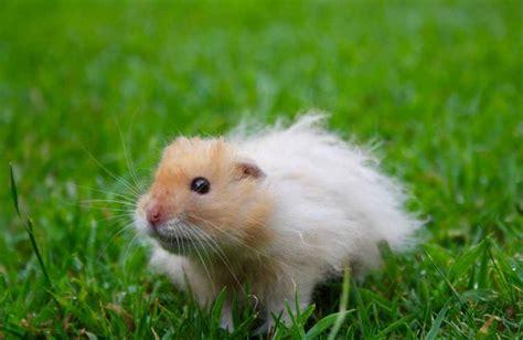 Long Haired Teddy Bear Hamster: A Fascinating Companion - ARNews Journal