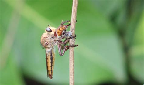 Fly-species with prey - ZooChat