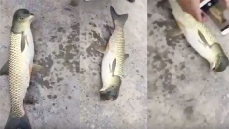 Fisherman Catches Half-Bird Half-Fish Creature | iHeart