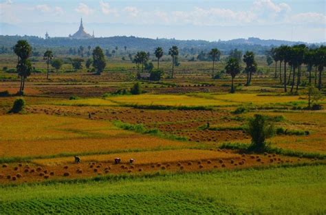 Agriculture sector remains the important role of Myanmar economy.Agriculture and the processing ...