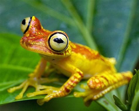 Hypsiboas picturatus, Imbabura Treefrog, in habitat. Provincia Esmeraldas, Ecuador. | Квакша ...