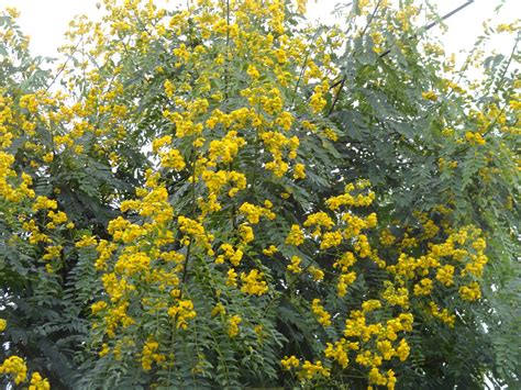 Senna spectabilis (Carnaval): árbol autóctono argentino con flores amarillas (fotos)