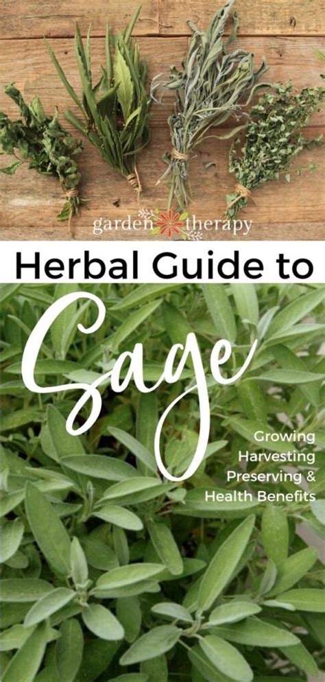 The Herbal Guide to the Sage Plant: an Easy-Growing Healing Herb