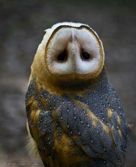 Idea by Michelle Malchow on Owls | Birds, Barn owl, Owl