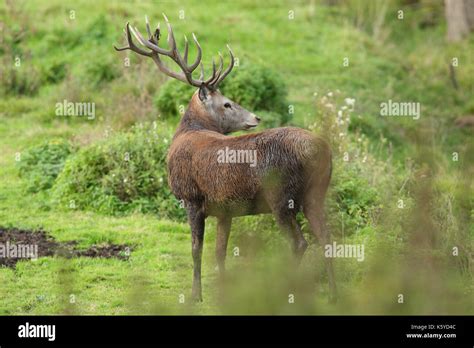 Male and female red deer mating ritual hi-res stock photography and images - Alamy