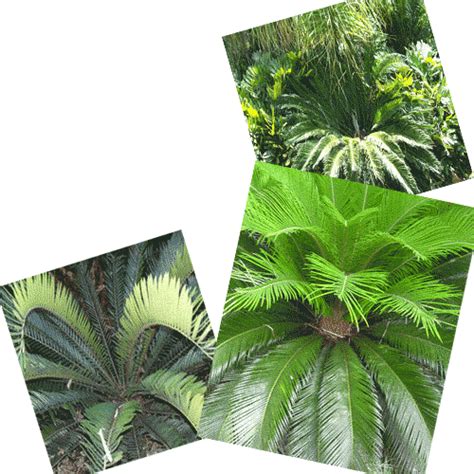 Coast Road Palms-For The Tropical Look-Perth's best palm/cycad/bamboo nursery. retail and ...