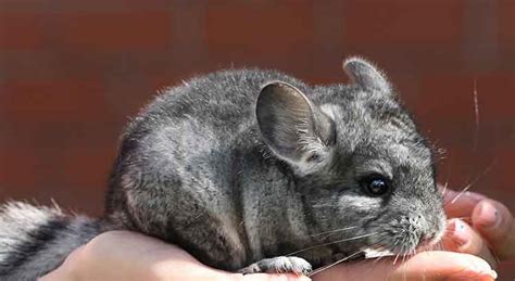 Chinchilla Bumblefoot (Causes, Treatment, and Prevention) – Voyo Pets