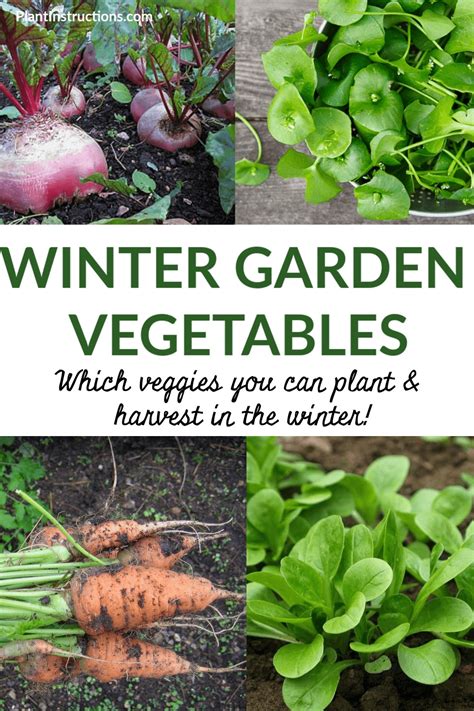 Winter Garden Vegetables - Plant Instructions