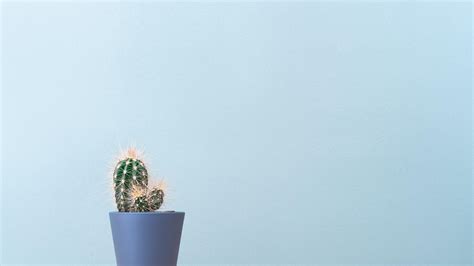 24 Cactus Minimalist - Wallpaperboat