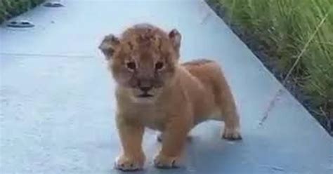 Tiny lion cub tries his best to roar, but sound he makes has internet ...