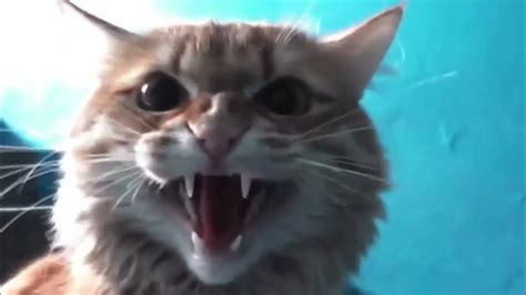 Angry Cats Compilation 2020 - Cat Meowing Loudly - Top Funny ...