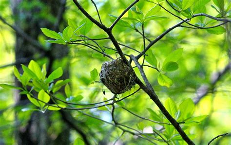 A Welsh Birder Abroad: Catching up on Warblers just North of New York City ...