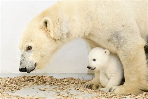 Polar Bear Cub Wanders Grounds Of Zoo In Berlin For The First Time