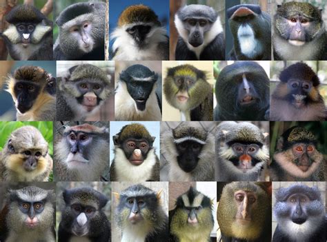 Species of Monkey in the world - Getinfolist.com