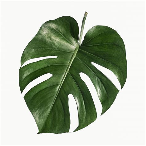 Tropical Leaves Images | Free HD Backgrounds, PNGs, Vectors & Templates - rawpixel