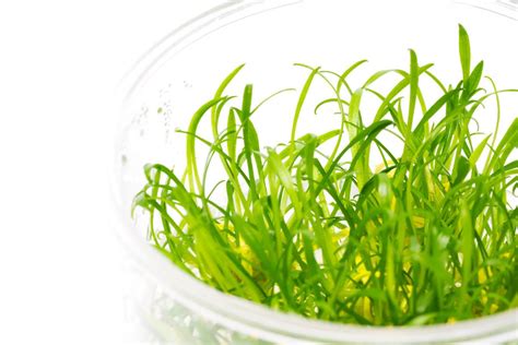 Cryptocoryne Parva Tissue Culture Aquatic Plant – Glass Aqua