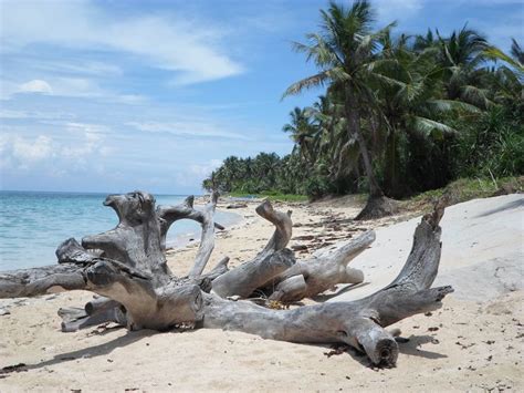 Carabao Island Beach Driftwood Beach, Island Beach, Beaches, Coastline ...