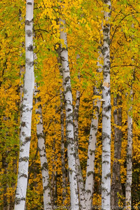 Autumn in Alaska | Photos by Ron Niebrugge