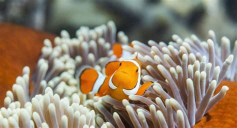 ‘The Great 8’ Animals of the Great Barrier Reef - Great Barrier Reef Foundation