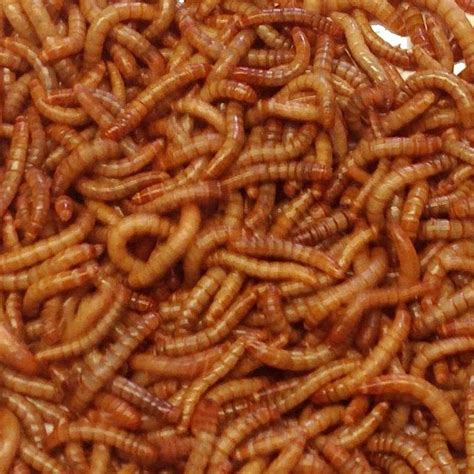 Live Mealworms-Bulk Options | Meal worms, Fishing tips, Live worms