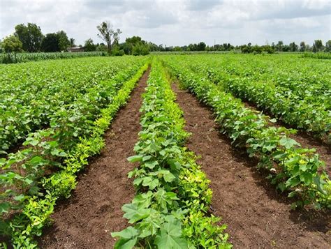 What Is Intercropping & Crop Rotation- Advantages & Examples