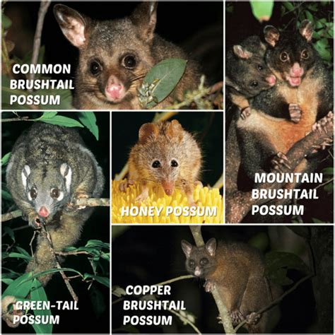 Types of Possums found in Australia